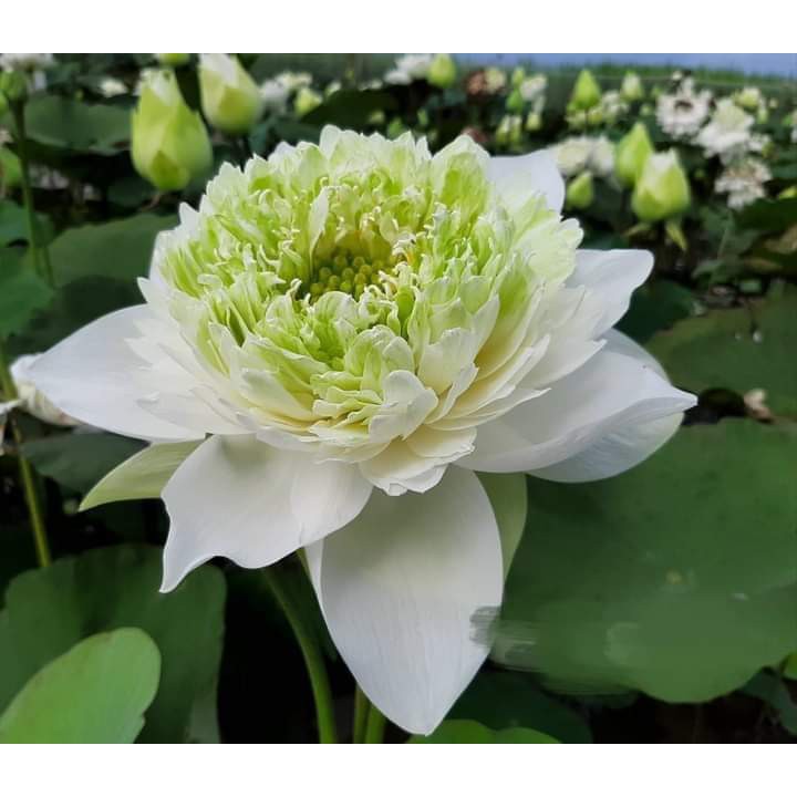 5 Củ Sen Giống (Hoa sen)