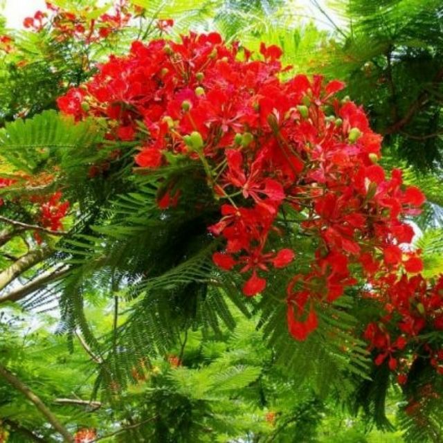 Giá Gốc - Cây phượng vĩ ,cây đẹp. Cao 70cm.