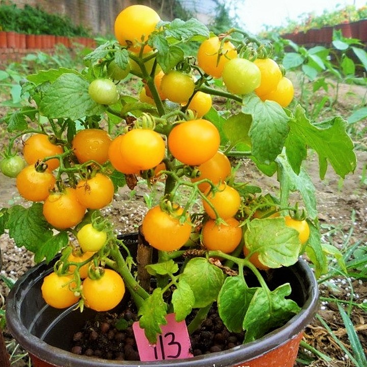 Hạt giống cà chua bi lùn vàng gói 0,1gr