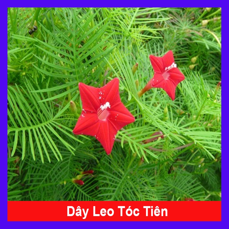 Hoa Tóc Tiên - cây cảnh sân vườn - cây leo hàng rào - cây cảnh đẹp - caykiengsadec