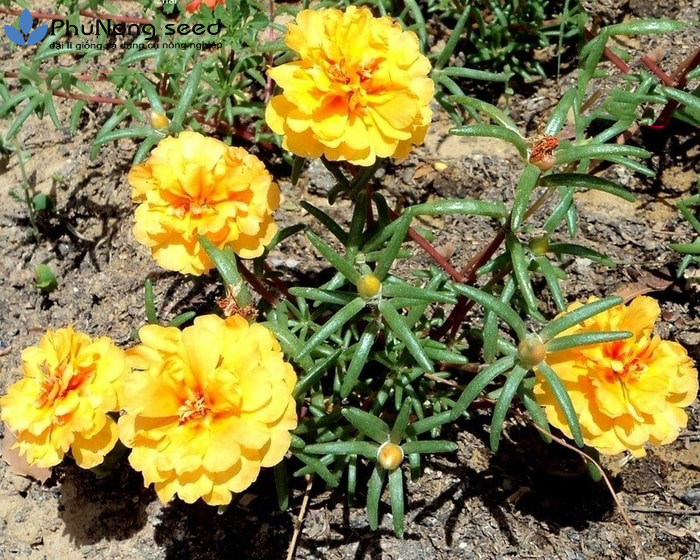 [HCM]Hạt Giống Hoa Mười Giờ Mỹ Kép Vàng Gold- Portulaca grandiflora -Gói 50 hạt và gói 500 hạt