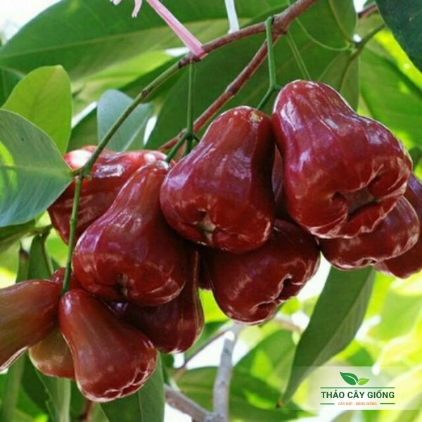 Cây giống mận an phước - cây giống roi an phước