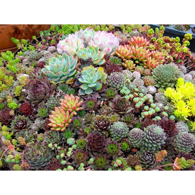 Hạt giống sen đá mix