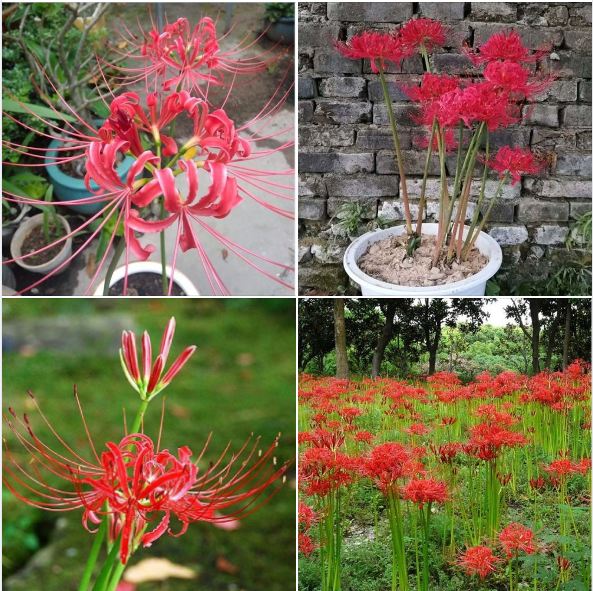 Củ giống hoa bỉ ngạn hoa màu đỏ ( 1 củ + 1 viên nén sơ dừa ươm củ )