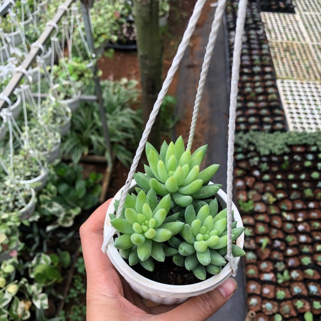 Sen đá CHUỖI NGỌC ĐỨNG (chậu treo)