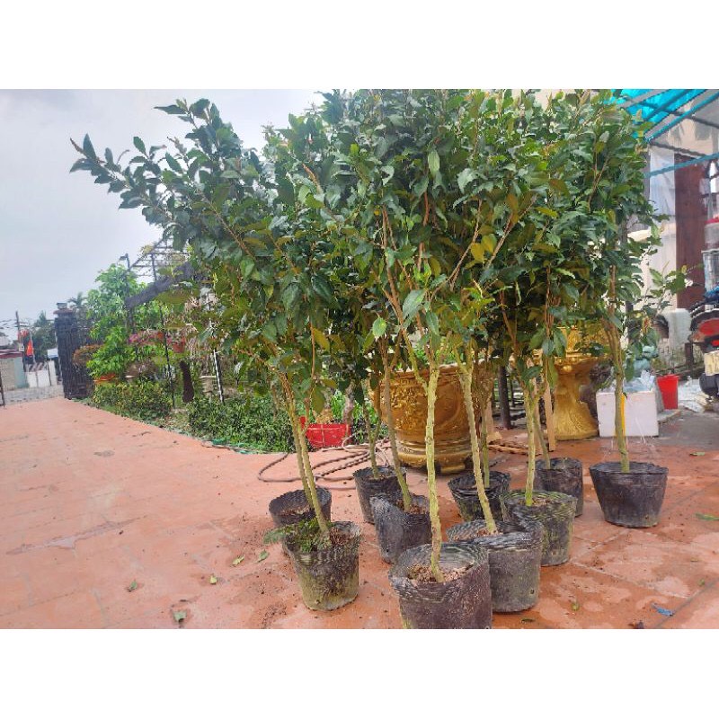 Cây trà my giống hoa mầu hồng