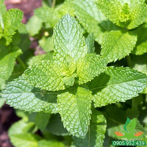 Hạt giống bạc hà âu Phú Nông (PN133367) - 0.2g