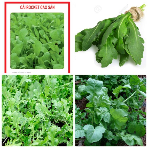 Hạt giống rau cải rocket cao sản - Gói 1gram(500 hạt)