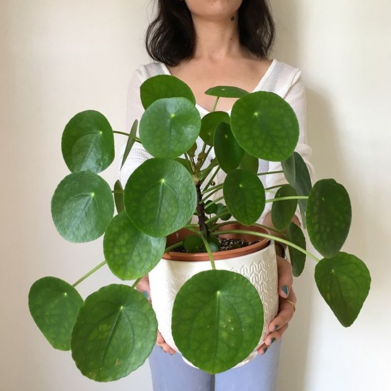 Pilea peperomioides - Cây cỏ gương lá tròn chậu lớn, cây khoẻ
