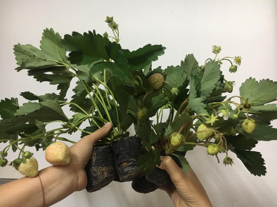 Combo 5 cây dâu tây có quả và hoa
