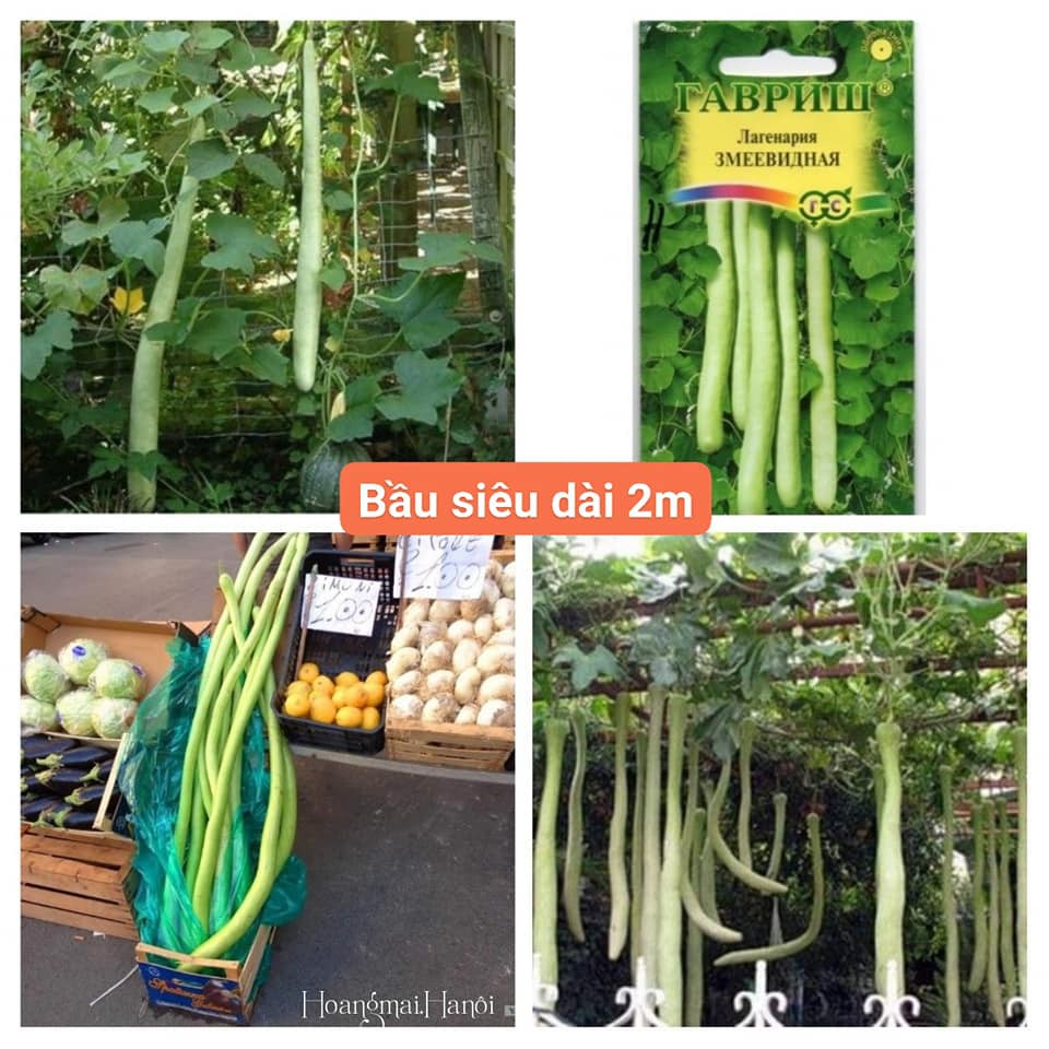 Hạt giống bầu dài 2 mét