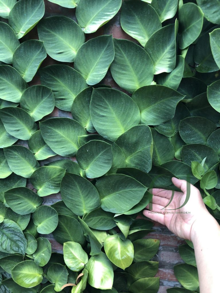 Giảm giá Cây tắc kè thái leo tường - cây thằn lằn thái - Mua Thông ...