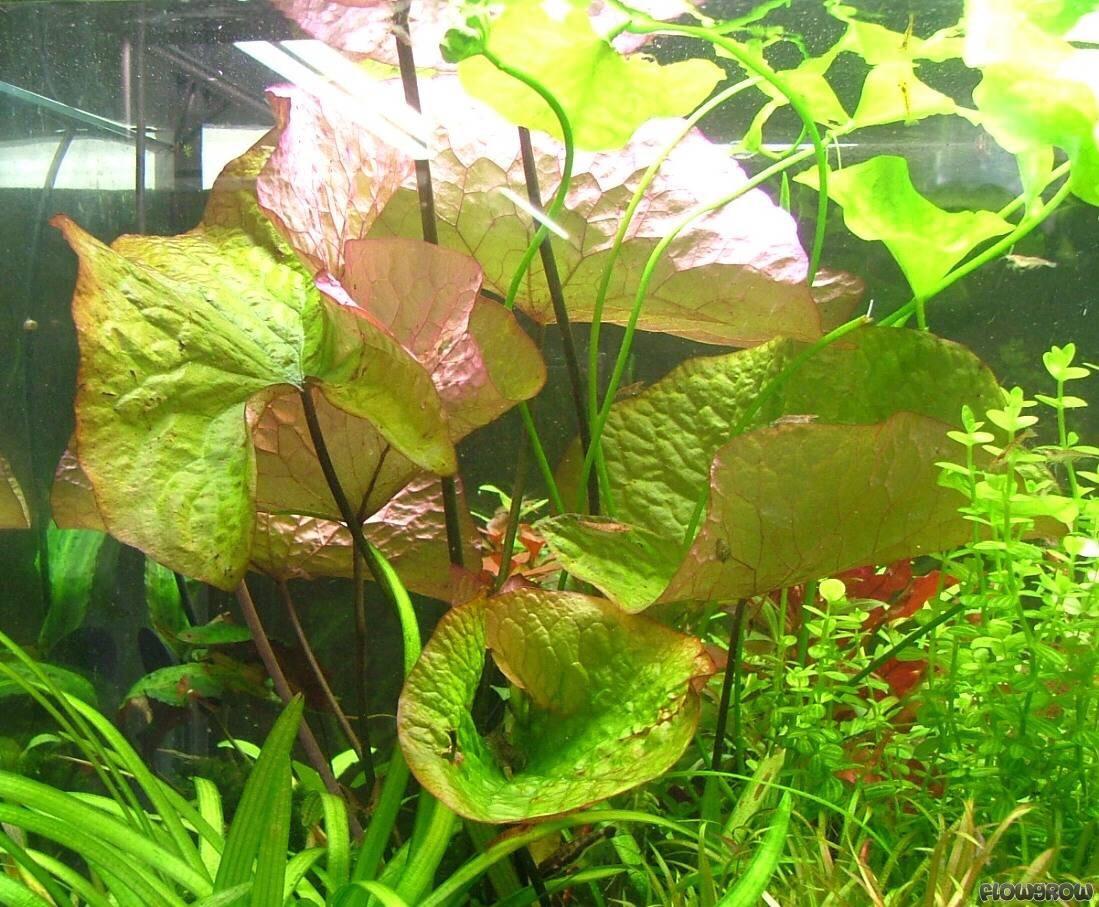 Xúng huyết . thuỷ sinh