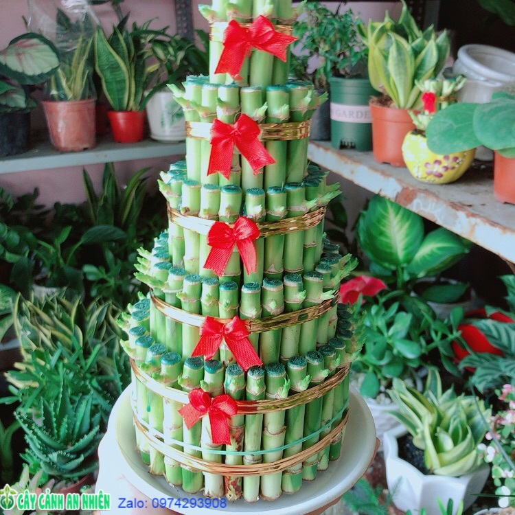 Trúc phát tài 5 tầng