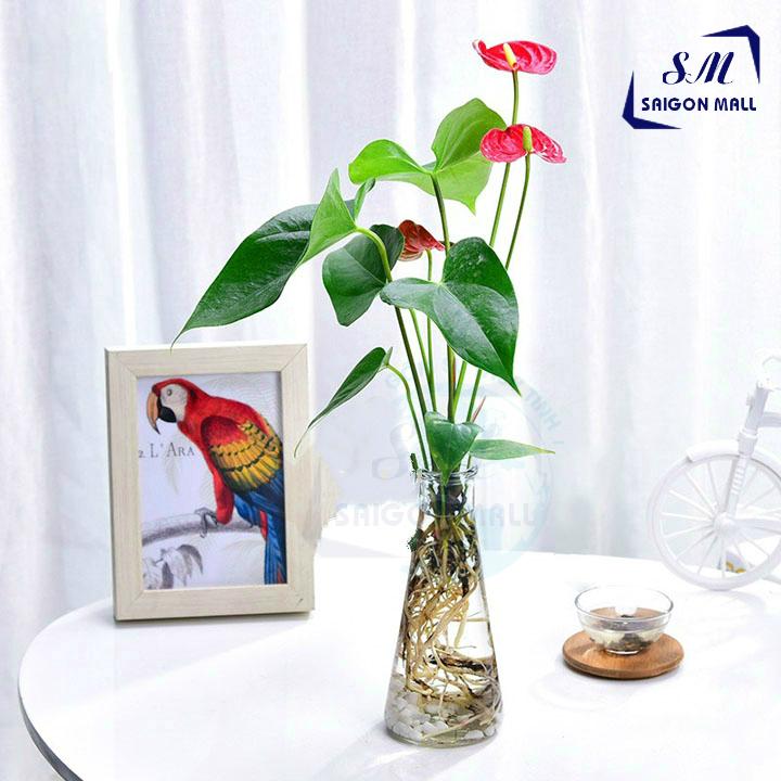 Lọ thủy tinh trồng cây thủy canh hình Nón, trồng cây hồng môn, trầu bà, cây ngọc ngân, cây phú quý, cây vạn lộc.. cắm hoa để bàn trang trí nhà cửa thêm xinh