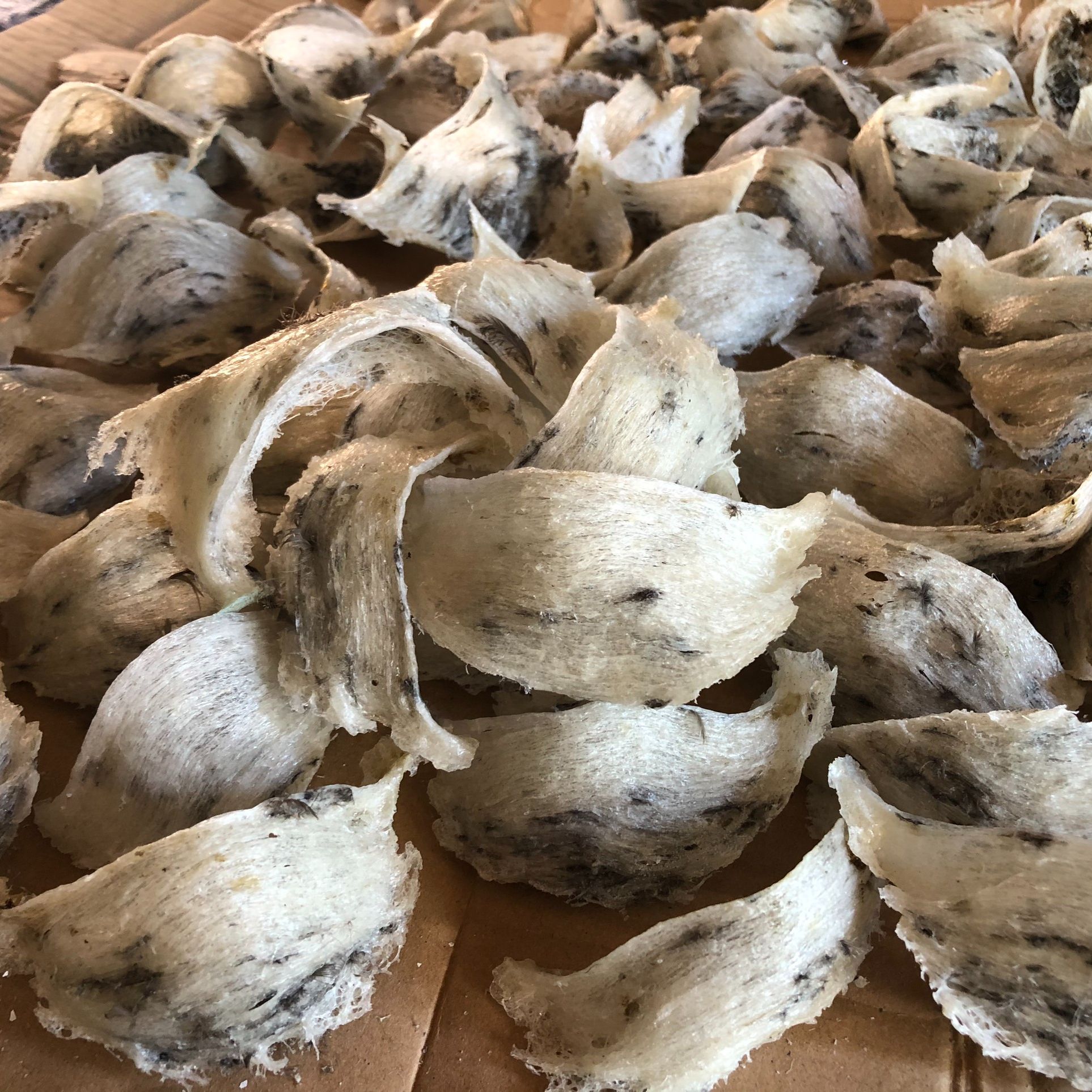 Yến sào thô - tổ yến thô nhà nuôi tâm phương, nguyên chất 100%