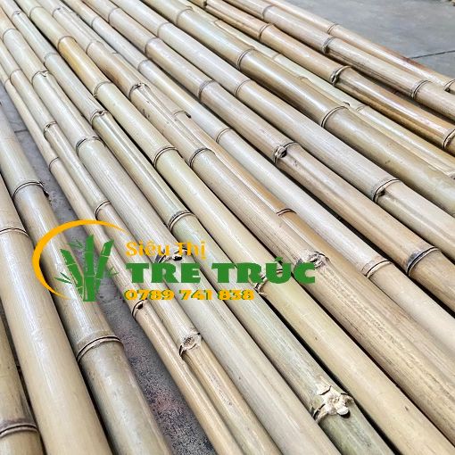 10 cây tre trúc dài 1.5m