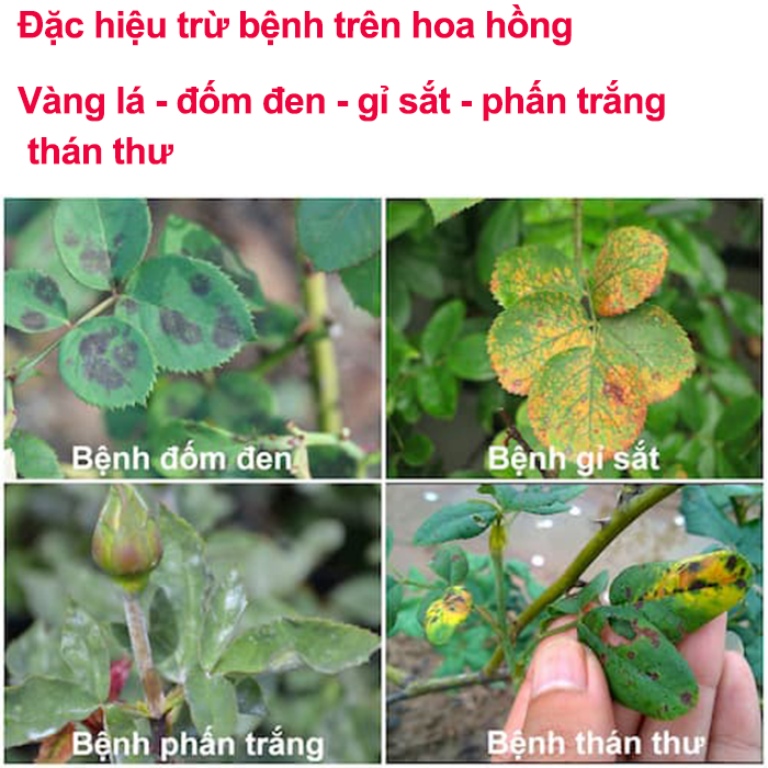 Thuốc trừ bệnh trên hoa hồng Bách bệnh 325SC 15ml, trừ bệnh đốm đen trên hoa hồng, trừ bệnh thán thư hoa hồng, trừ bệnh vàng lá hoa hồng, trừ bệnh gỉ sắt hoa hồng, trừ bệnh phấn trắng hoa hồng