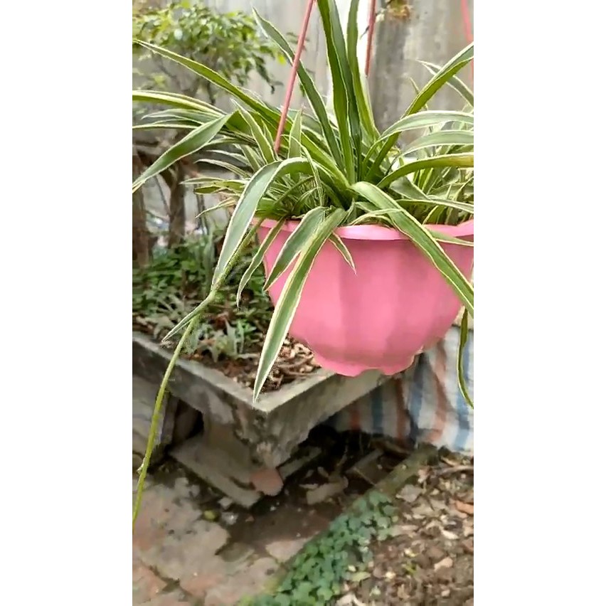 Cỏ Lan Chi (Ngãi cầu tài)Thích hợp trưng bày phòng khách, bàn làm việc, trang trí sân vườn 40.000/giò ảnh thật như hình
