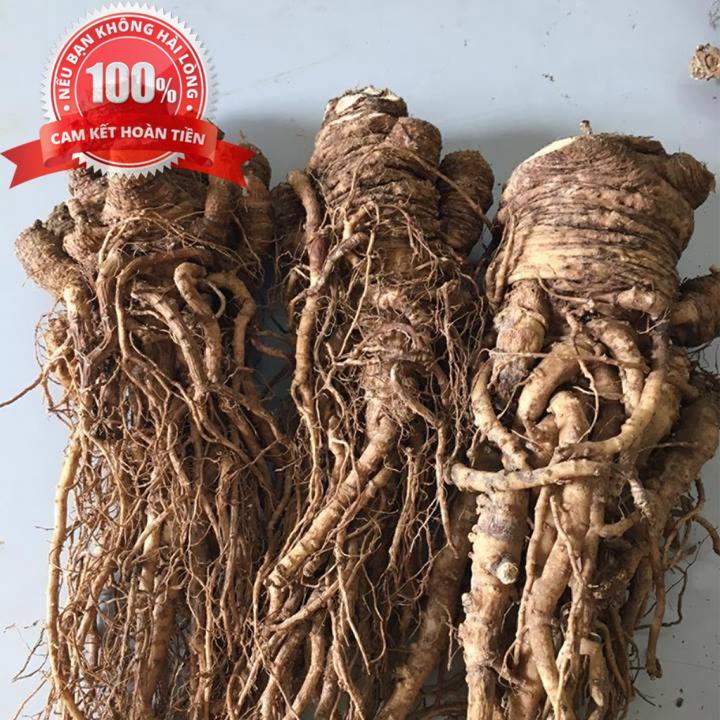 [HCM]1kg Sâm đương quy khô - Sâm rừng tây nguyên