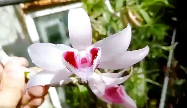 Cây giống hoa lan ĐăkLei