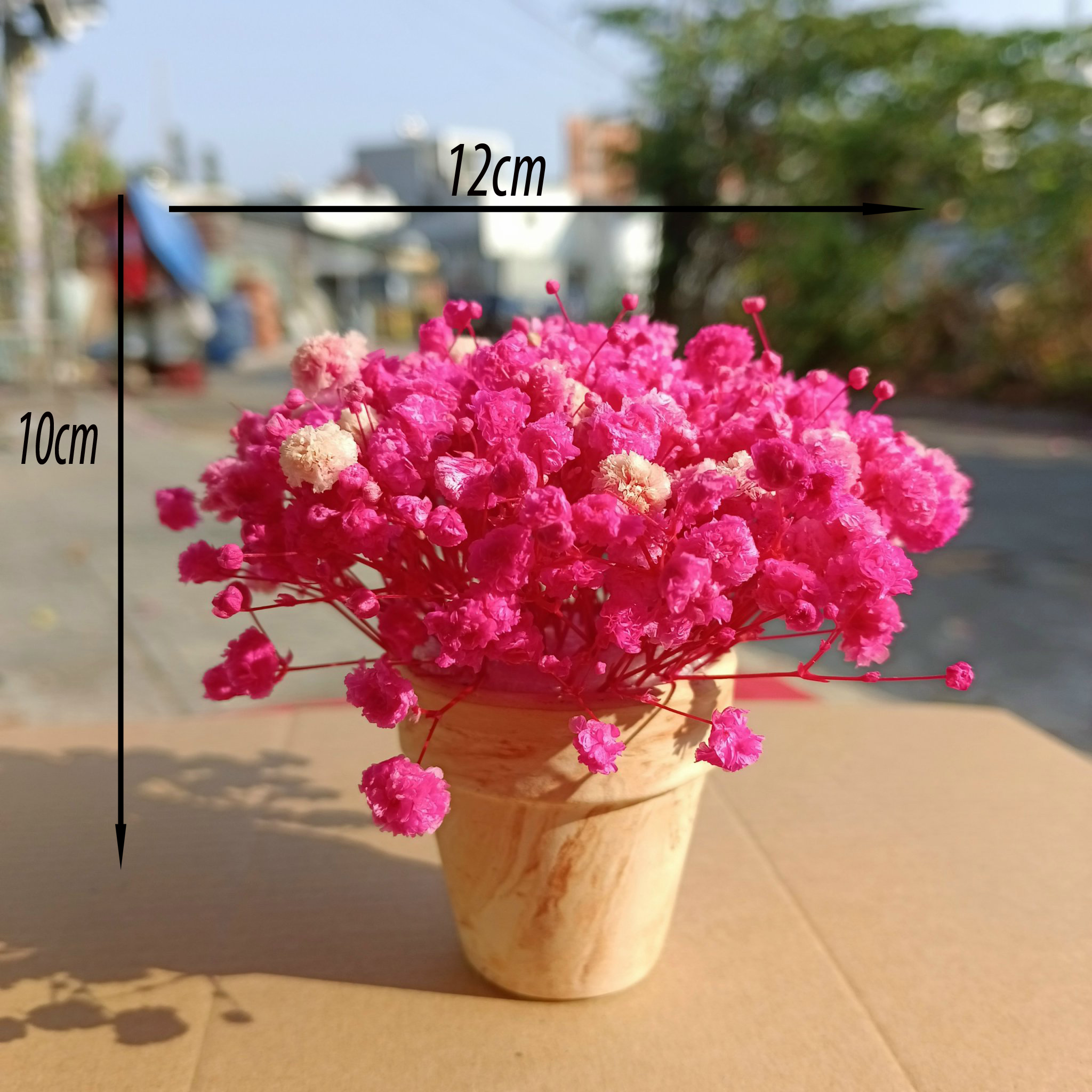 Hoa khô - chậu cây baby khô - bonsai trang trí