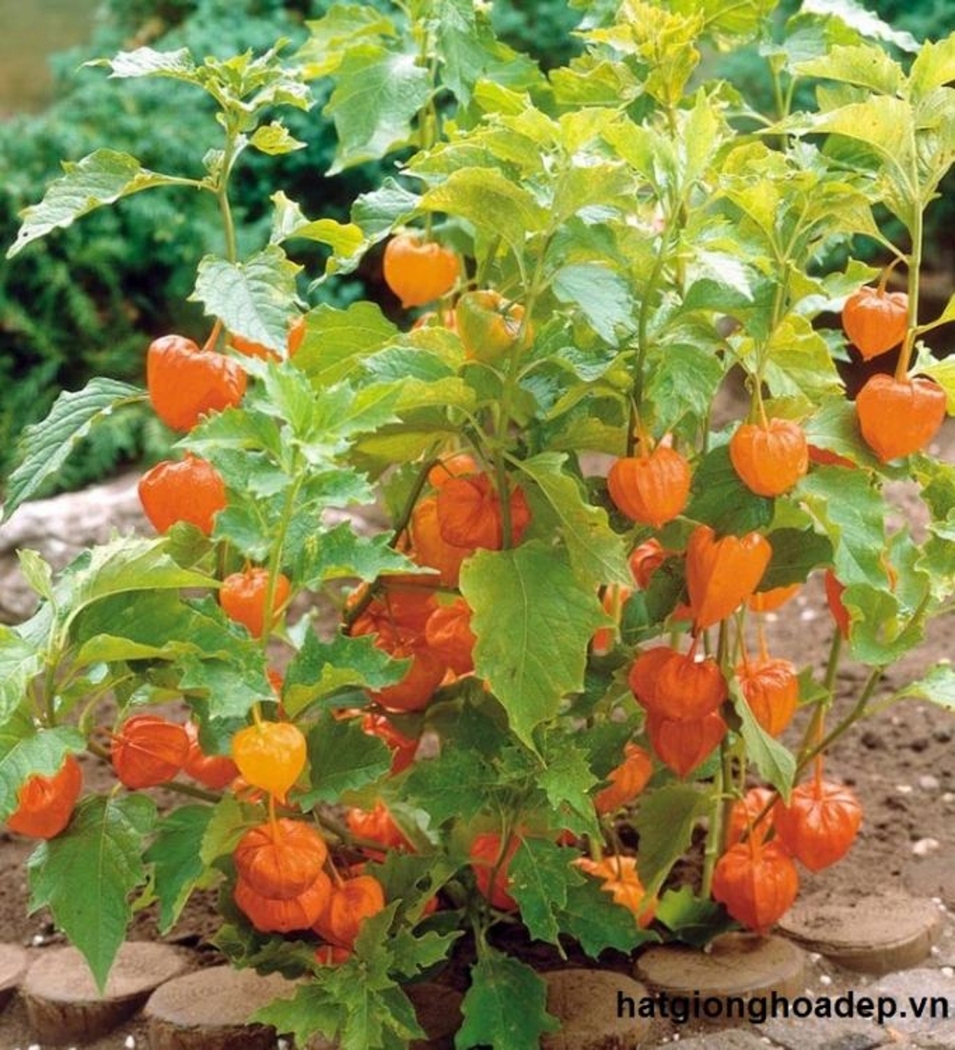 Hạt giống cây thù lù nam mỹ - gói 50 hạt