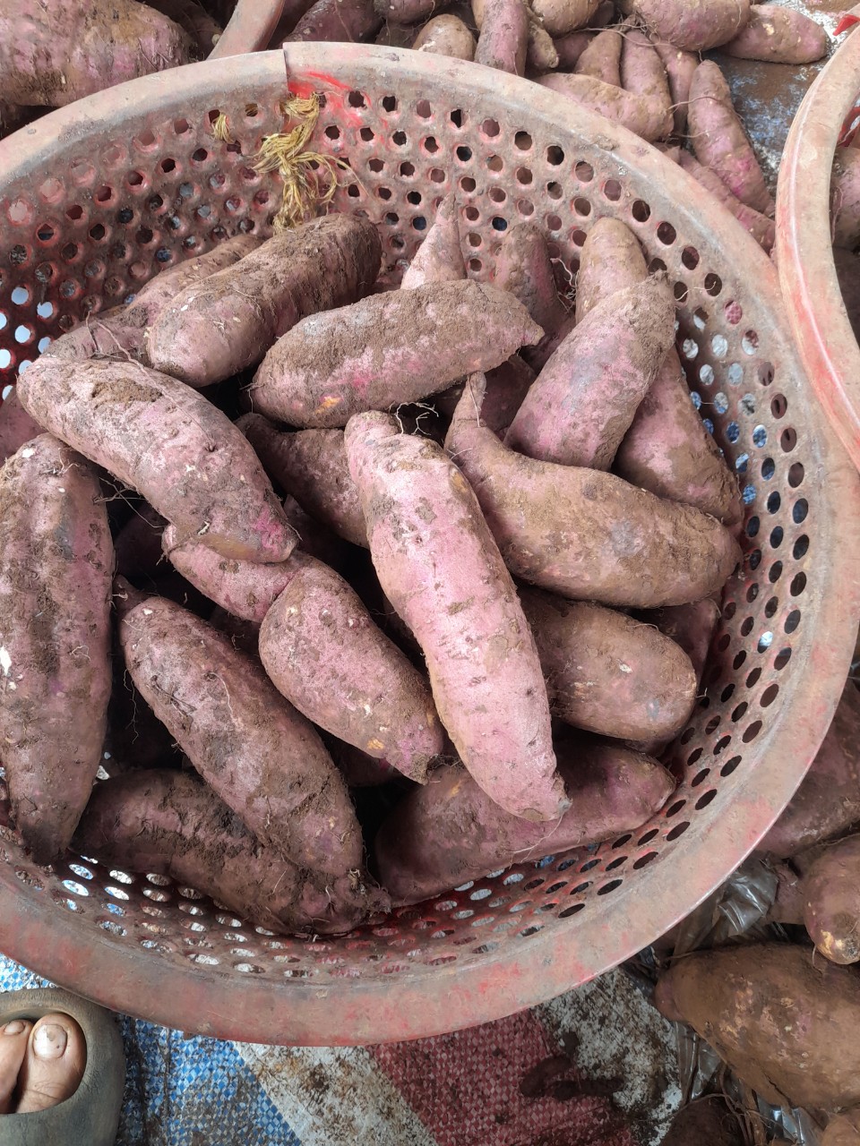 Khoai lang mật đà lạt size nhỏ - sam lê shop...