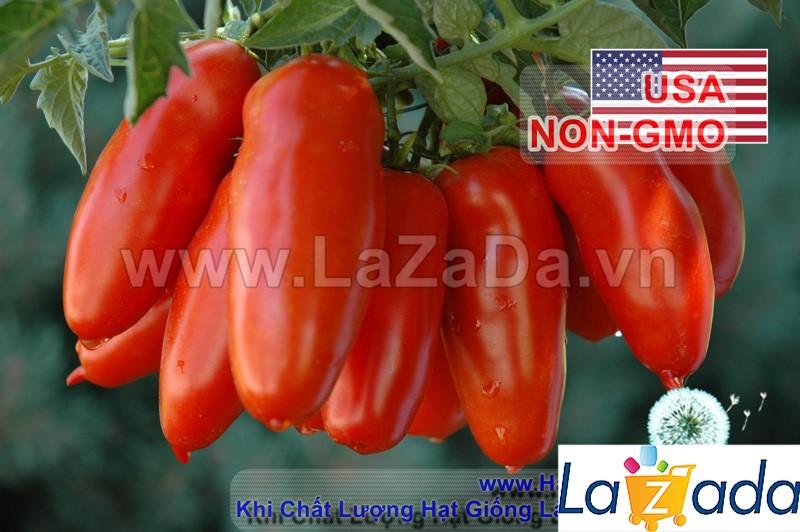 0.1gr hạt giống cà chua cherry dài sanmazano