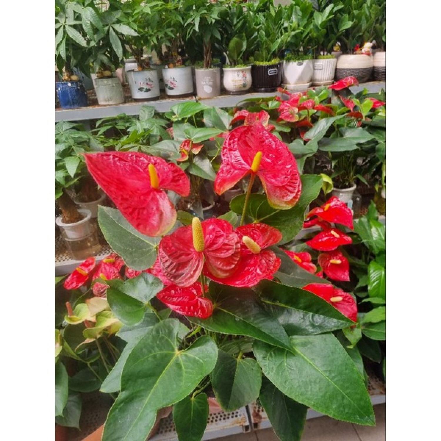 Chậu cây hồng môn đỏ