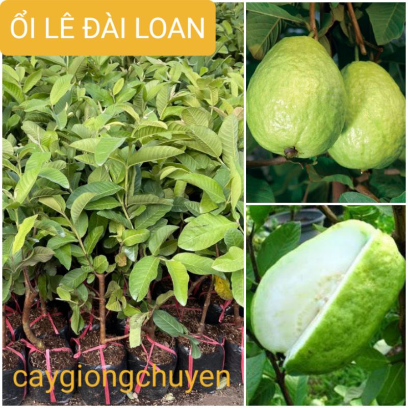 Giống cây ổi lê đài loan