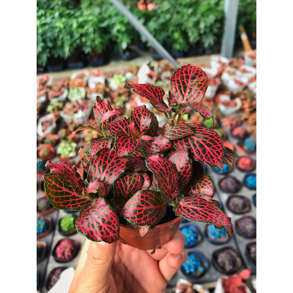 Cây cẩm nhung Fittonia lá may mắn nhiều màu đẹp, thích hợp decor bàn làm việc phòng khách