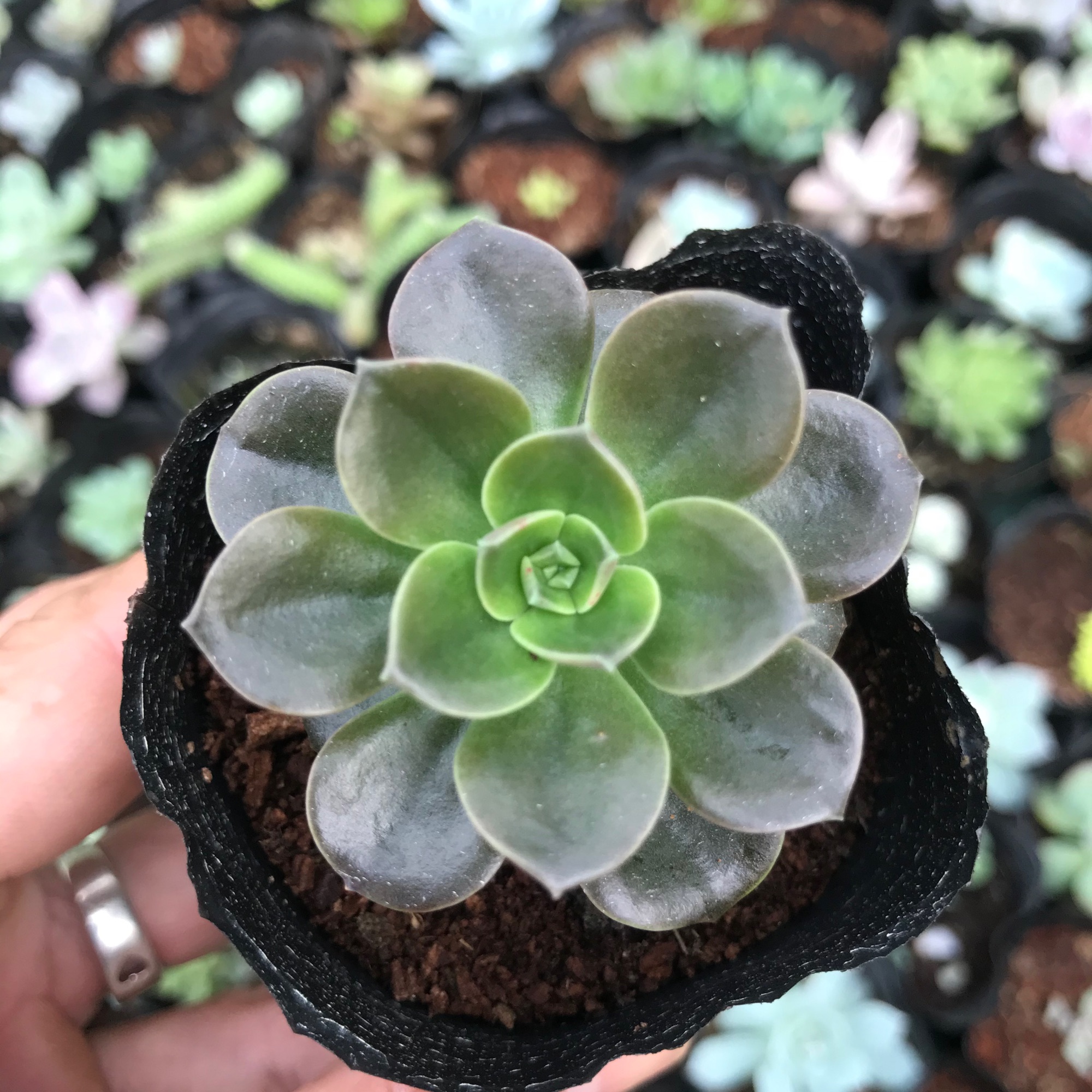 Sen Nhật Nguyệt, phù hợp để trang trí khách sạn, quán cà phê, bàn làm việc, góc học tập, cửa sổ