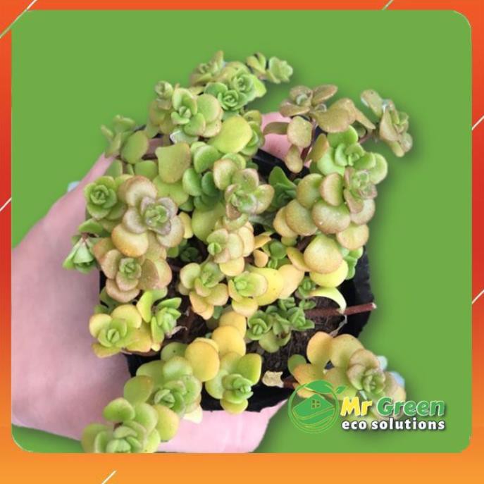 [HCM]SEN ĐÁ SENDUM HOA HỒNG PHÁP ???? |FREESHIP| ?? ĐÃ THUẦN KHÍ HẬU SIÊU KHỎE ĐẸP LỖI 1 ĐỔI 1