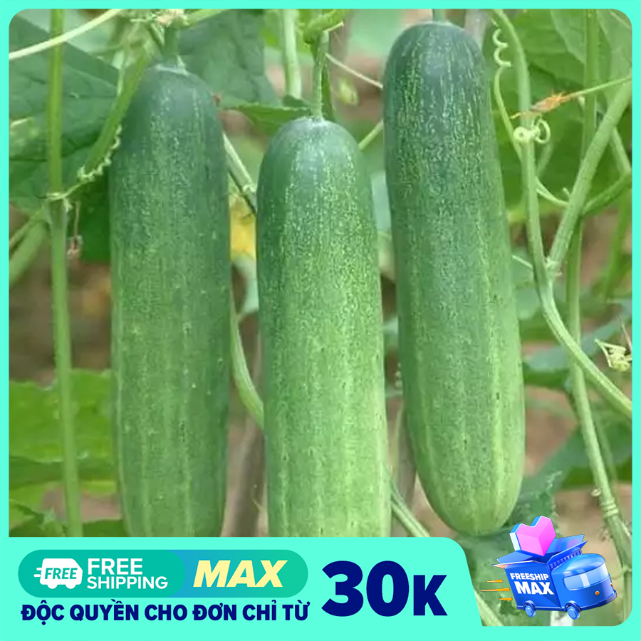 Hạt giống dưa chuột chịu nhiệt - 10 hạt-cây trồng long vũ