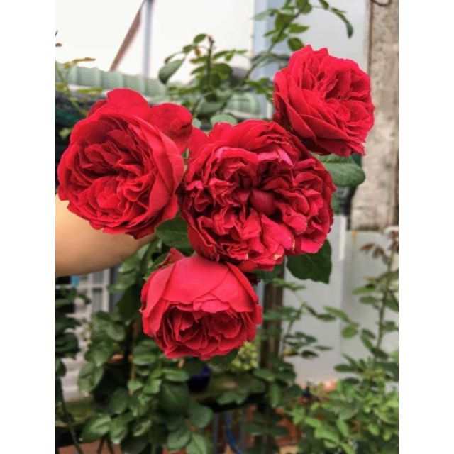 (SALE KHÙNG) Combo 2 cây hoa hồng Red Eden cực đẹp