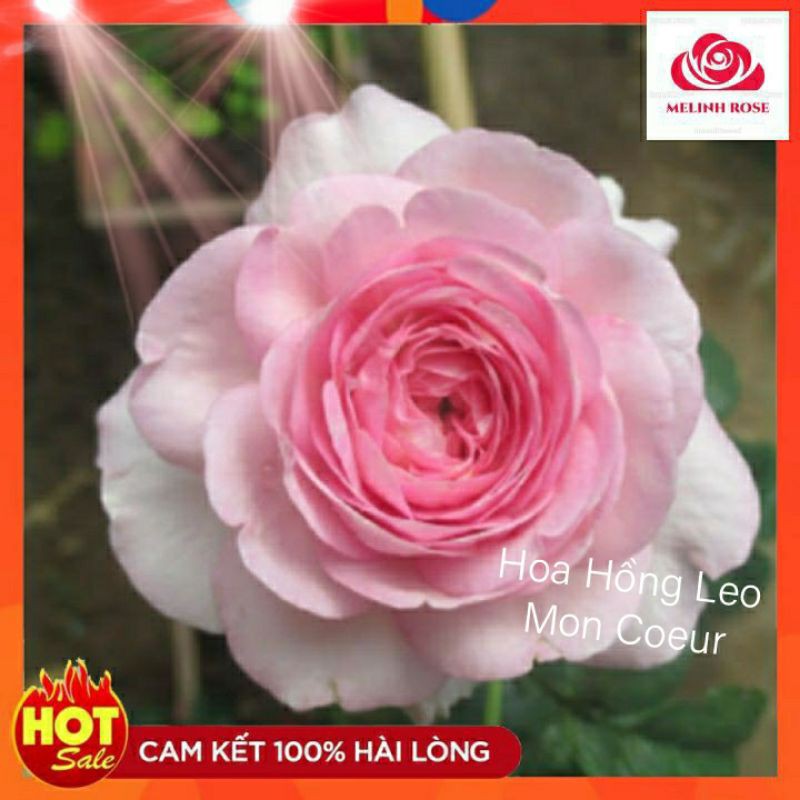 Hoa Hồng Leo Mon Coeur màu Hồng Phấn Thuần Khiết Cây Hoa Hồng Leo Mon Coeur