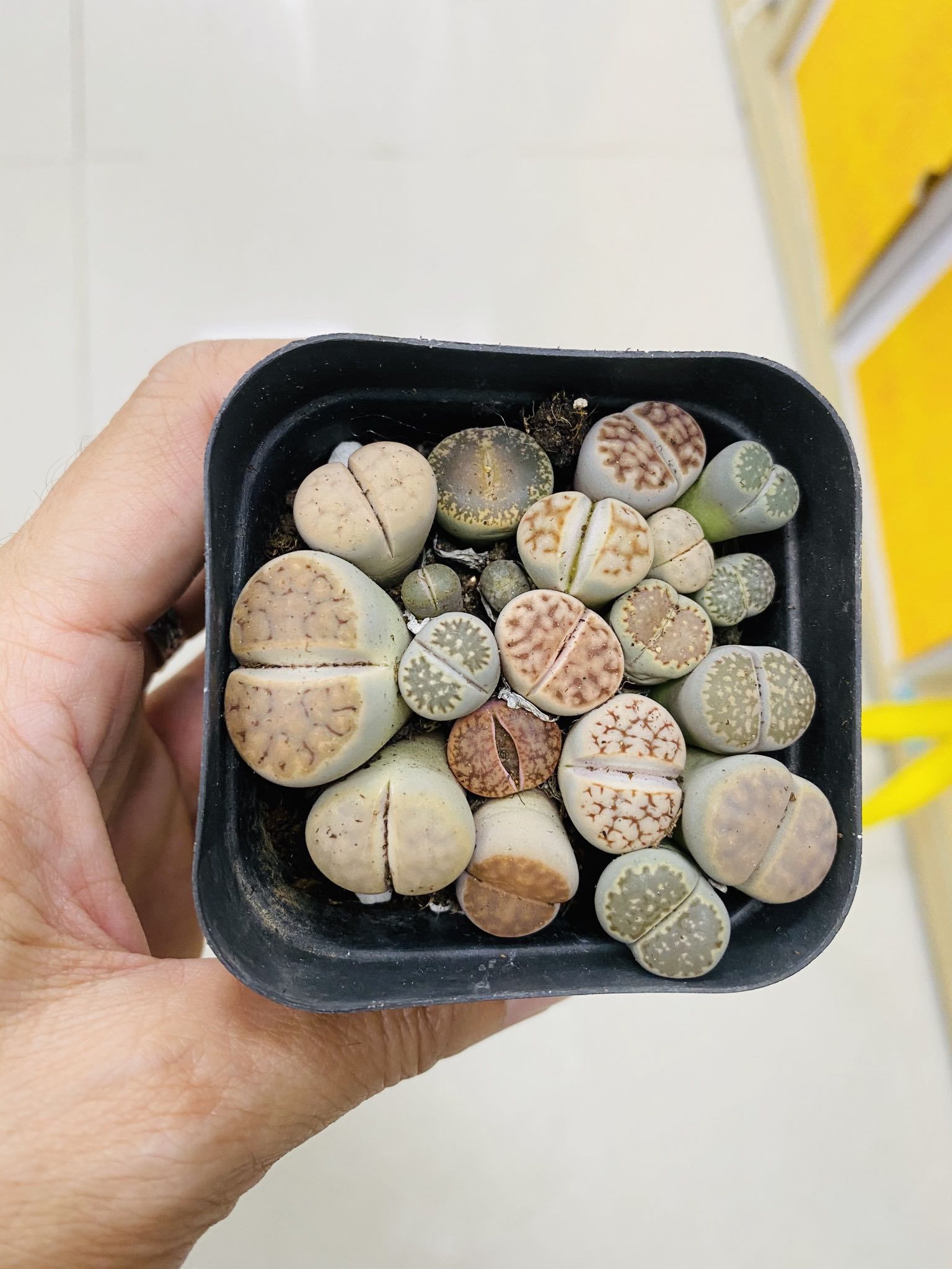 Chậu cây sen đá mông , thạch lan , lithops 1 năm tuổi