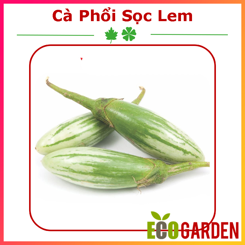 Hạt giống cà phổi sọc lem dễ trồng
