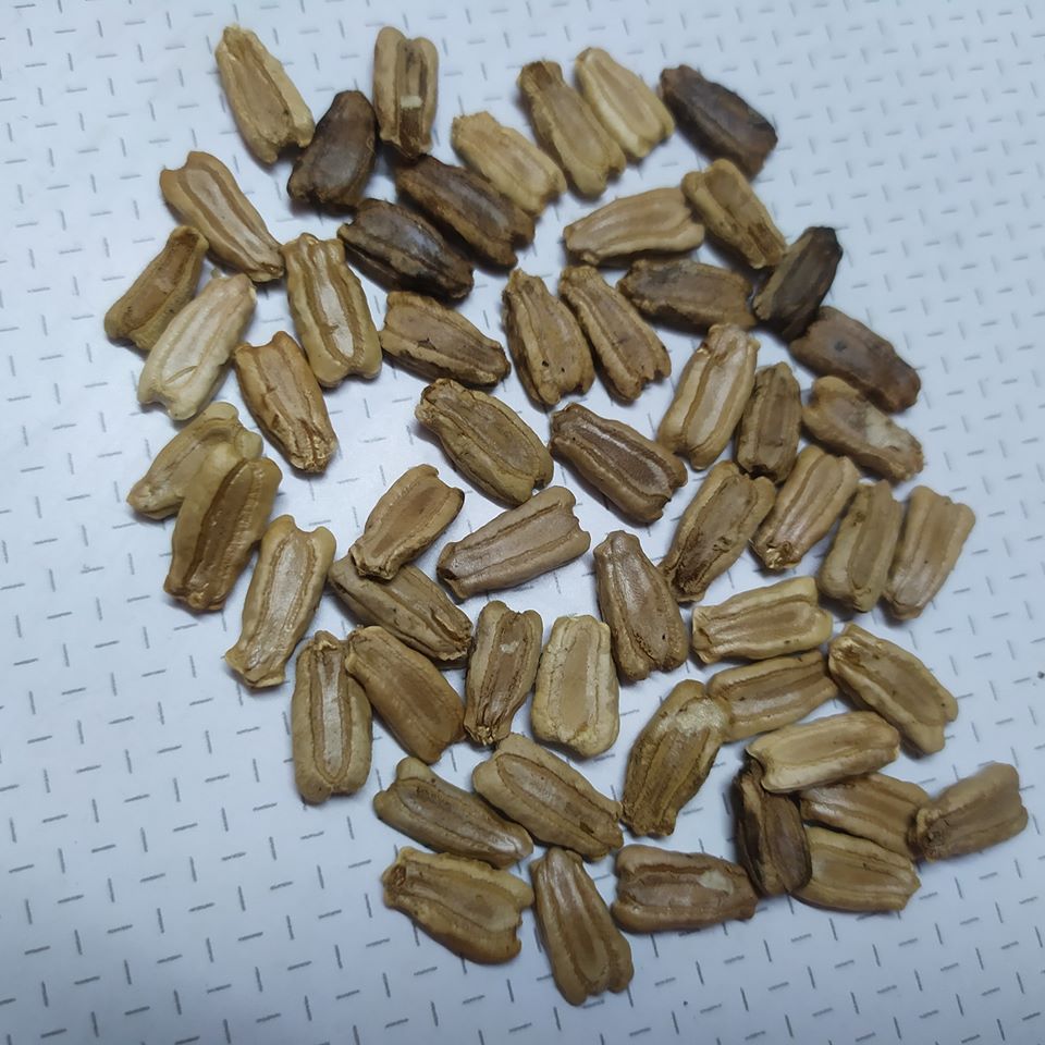 hạt giống bầu hồ lô giống to (100 hạt)