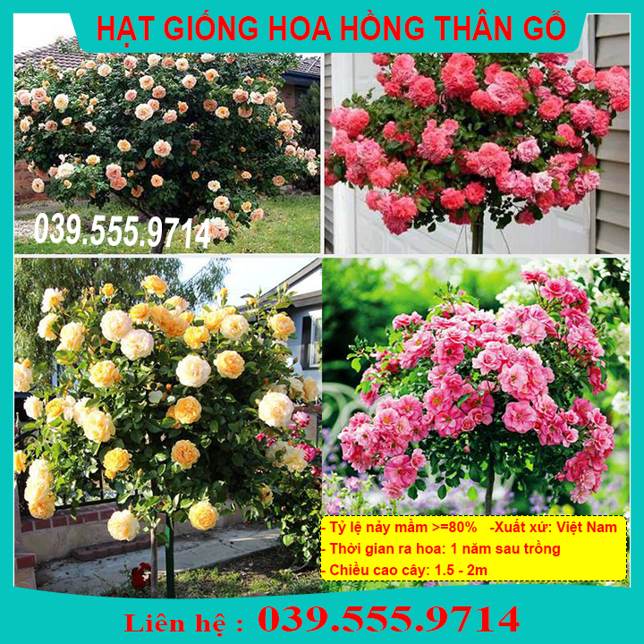Hạt giống hoa hồng thân gỗ giống chuẩn