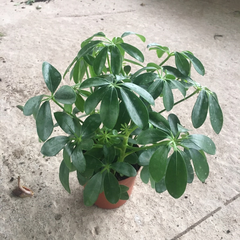 Cây ngũ gia bì mini để bàn phong thuỷ,trang trí phòng,bàn làm việc