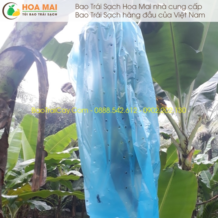 Túi bao buồng chuối 70x140 Nylon xanh đục lỗ 100 cái