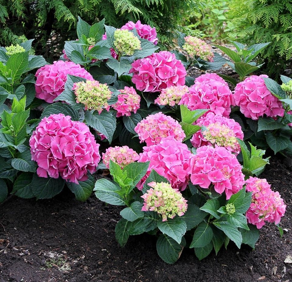 combo 5 cây giống hoa cẩm tú cầu đủ màu - FREE SHIP TỪ 50K