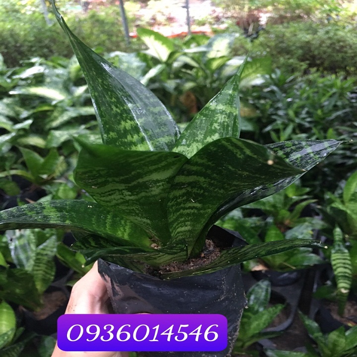 LƯỠI HỔ XANH LÙN XÒE, CÂY LƯỠI MÈO