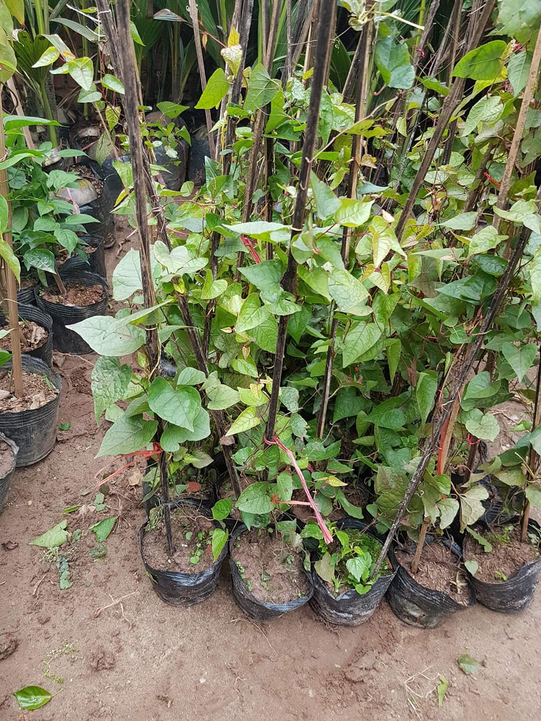 Ty gôn hồng cao 70 cm