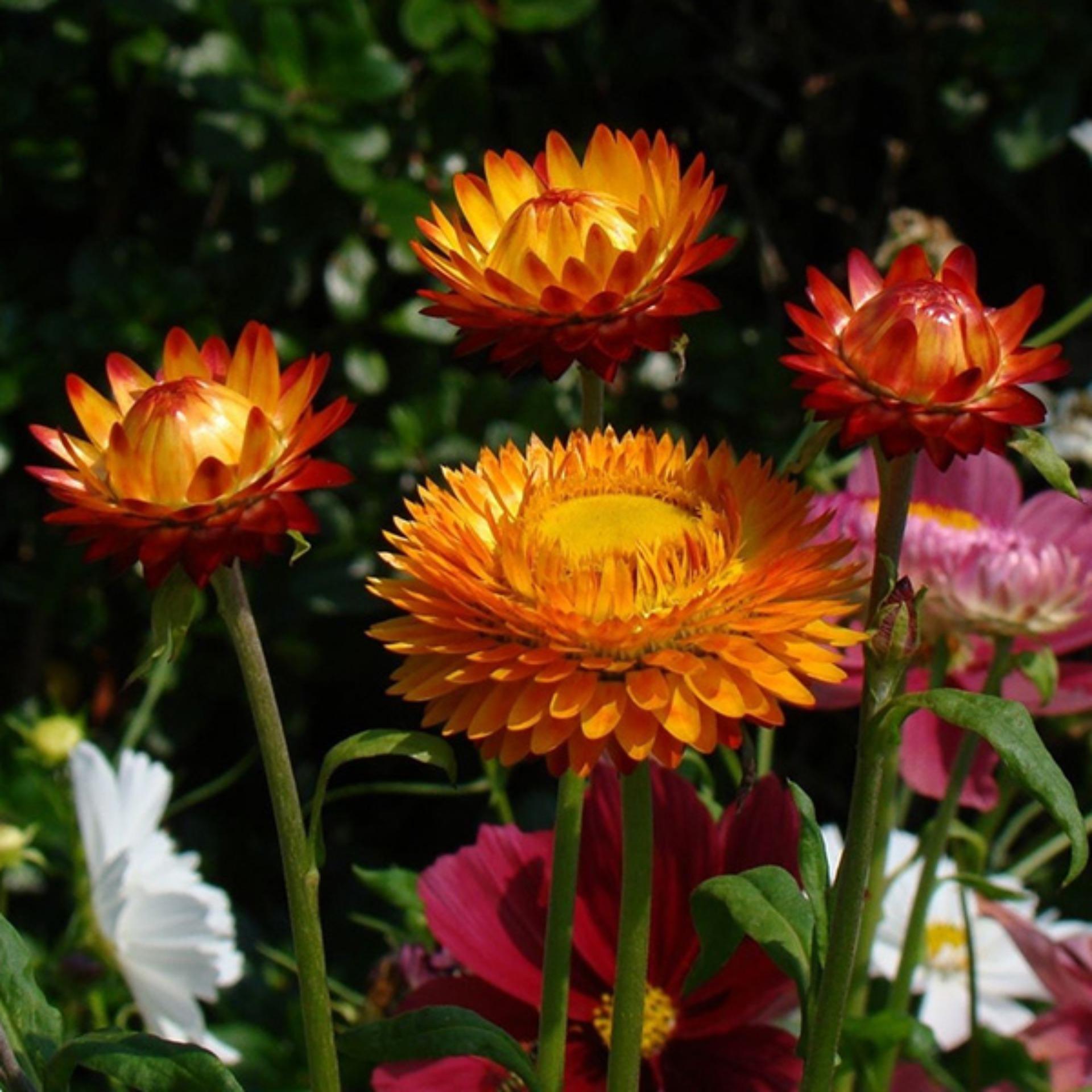 100 Hạt giống Cúc Bất tử + 25 Viên nén ươm hạt (tặng Kích mầm, H.dẫn)