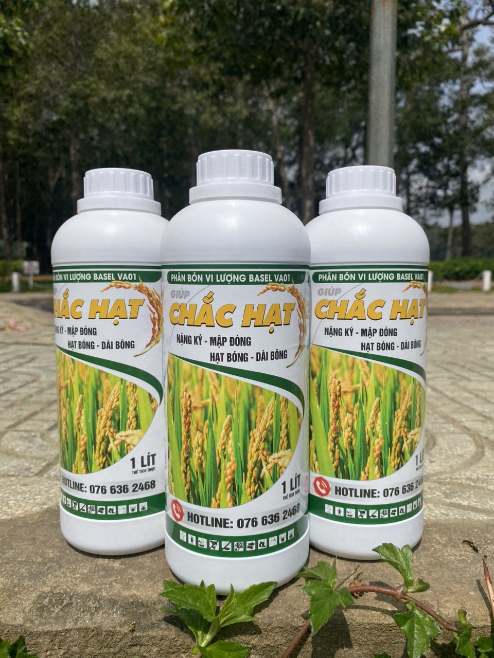 Phân bón Chắc hạt chuyên lúa