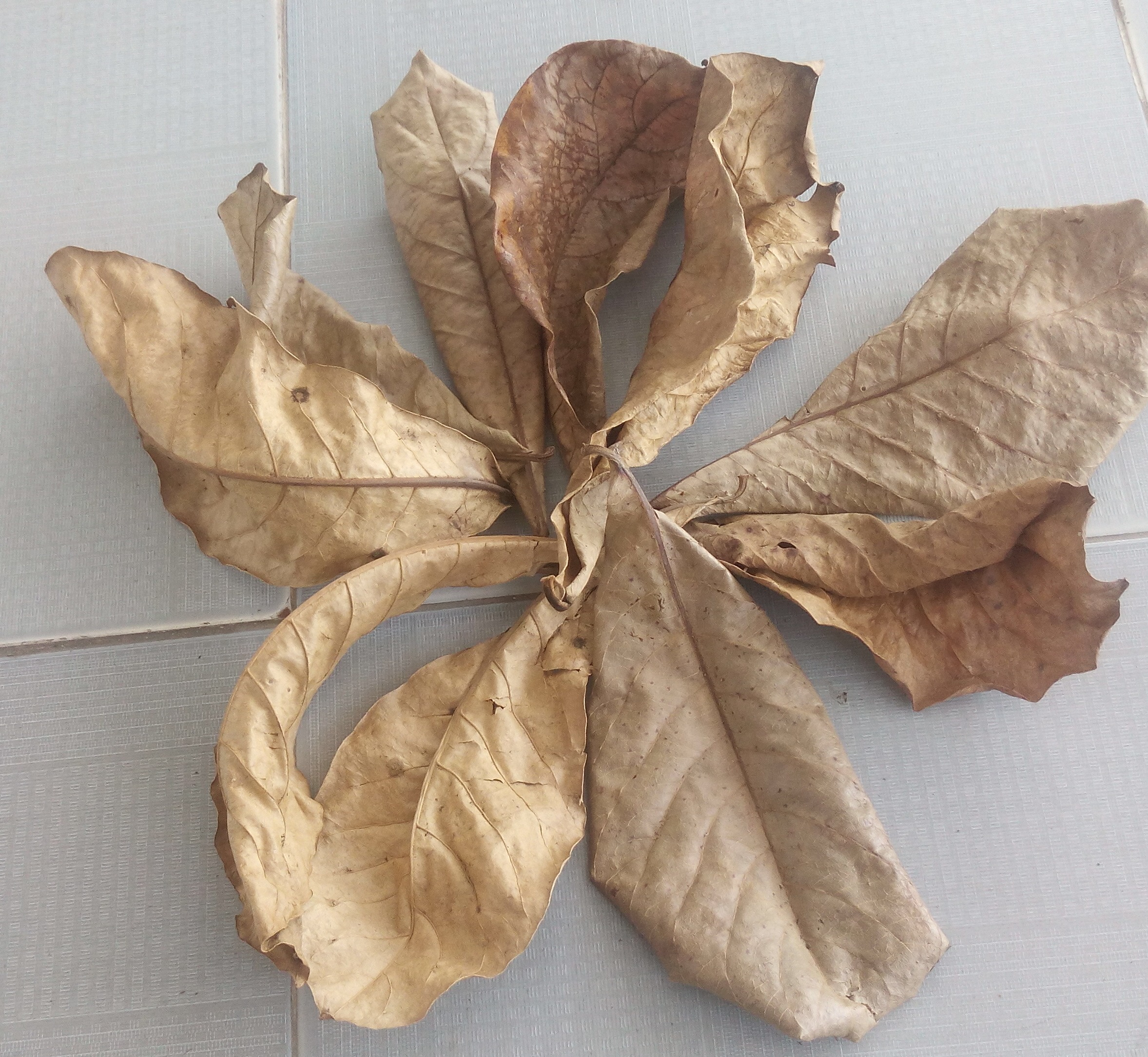 Lá Bàng Khô cho cá cảnh