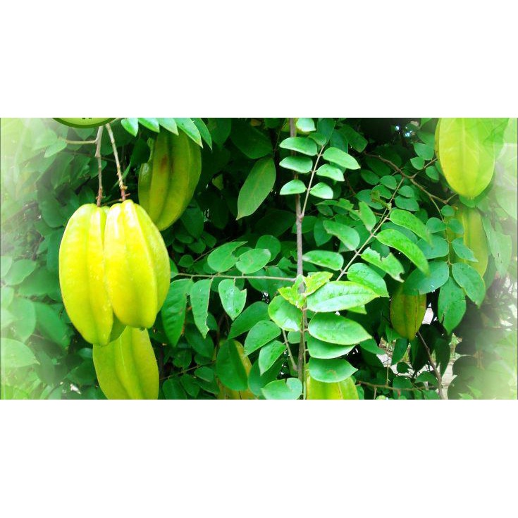 Lá khế chua tươi sạch 100% 500g #lakhechua